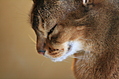 slitted-eyes cat profile