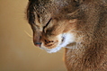 blinking cat profilt