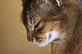 slitted-eyes cat profile