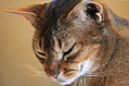 When you're a cat, you look down on everything