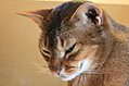 big kittie smile