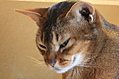 happy cat