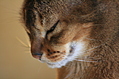 close-up of cat's face 2
