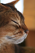 eyes closed