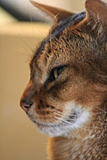standing guard