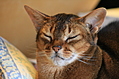 I'm one blissed out cat.