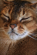 mmmm purr