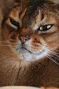 more purring