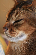 half-profile