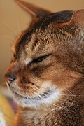 half-profile, softer focus