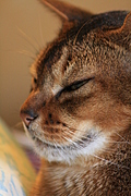 half-profile, softer foxus.
