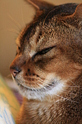 mmmm purr