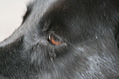 The black dog's brown eye 1