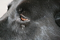 The black dog's brown eye 2