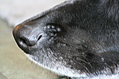 The black dog's black nose