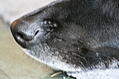 The black dog's black nose