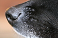 He wants to sniff your computer screen.