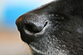 Black dog's black nose on the end of his black snout