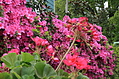 Pink flower