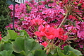 Red flower 2