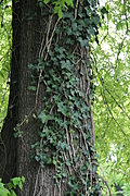Tree-trunk with ivy 2
