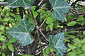 ivy 1