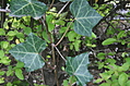 ivy 2