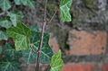 ivy 3