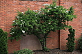 Clowering shrub by brick wall