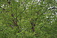 Tree Green 1