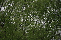 Tree Green 2