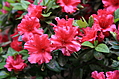 Flowers 1