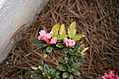Flowers 2