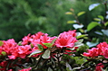 Flowers 3
