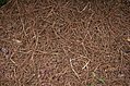 straw texture
