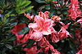 Wilting flower close-up