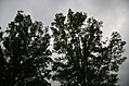 Trees with clouds