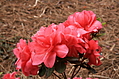 Flower close-up 1