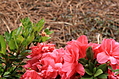 Flower close-up 2