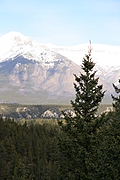 mountain hiding behind a tree