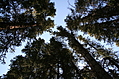 Circle of trees looking up