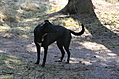 Model T dog (black)