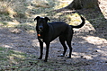Model T dog (black)