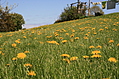 Meadow