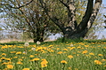 Meadow