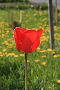 Red Green and Yellow
