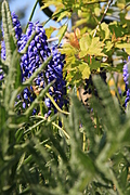 Blue bits