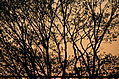 Home sunset
