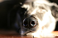 Snout