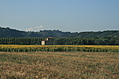 Tuscany Field